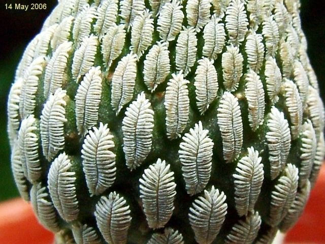 Pelecyphora _aselliformis_ 04